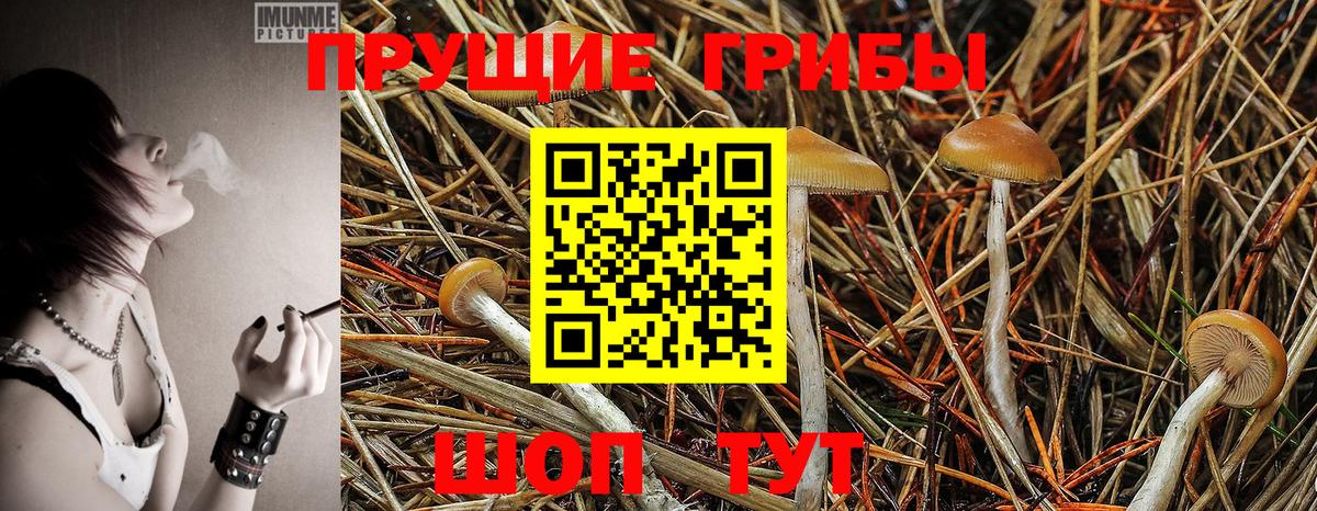 Дятьково  как найти закладки  Вход с VPN  Псилоцибиновые грибы Cubensis 